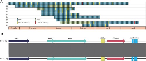 Figure 1. Timeline of the isolation of OXA-232-producing K. pneumoniae during the period of December 2022 to April 2023. A. Timeline of the isolation of OXA-232-producing K. pneumoniae. Coloured rectangles represent the presence of the patient in the corresponding ward. Only patients with isolation of at least two strains were displayed. The yellow and red rectangles represent the detection of ST15 and ST147 OXA-232-producing K. pneumoniae strains, respectively. SICU, surgery intensive care unit; NICU, neurosurgery intensive care unit. B. Linear alignment of blaOXA-232-harbouring ColKP3 plasmids from ST15 and ST147 strains isolated from patient P1. Genes were denoted by arrows, and were coloured based on their functional classification. Shading denotes regions of homology (nucleotide identity ≥99%).