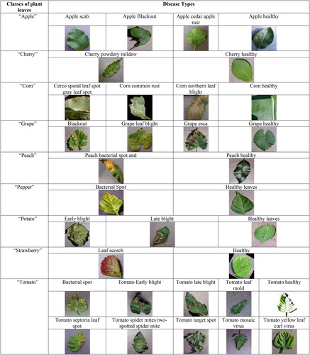 Figure 2. Sample images are taken from dataset 1 with categories of different leaf diseases.