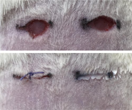 Figure S4 Representative macroscopic images of wound healing before and after treatment with ethicon suture or nano-adhesives (MSNs).Abbreviation: MSNs, mesoporous silica nanoparticle.