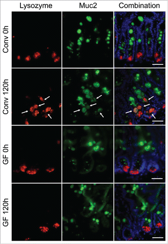 Figure 5. Expansion of the Paneth cell compartment and allocation of intermediate cells are not observed in GF mice following DOXO. Immunofluorescent detection of lysozyme (red), muc2 (green), and nuclei (blue) in jejunal sections from GF and CONV mice. Arrows indicate ‘intermediate cells’, characterized by their co-expression of lysozyme (red) and muc2 (green). Scale bar: 50 μm.
