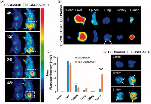 Figure 4. In vivo simultaneous distribution in 4T1 metastasis model. In vivo targeting of CSOSA/DiR and TET-CSOSA/DiR to breast 4T1 tumor (A), dissected tumors and organs, (B) and quantification of the mean fluorescent intensity (C) after 48 h of injection (n = 3). (D) Fluorescence imaging of the dissected lungs after CSOSA/DiR and TET-CSOSA/DiR treatment in the 4T1 lung metastasis tumor bearing mice. ***p < .001.