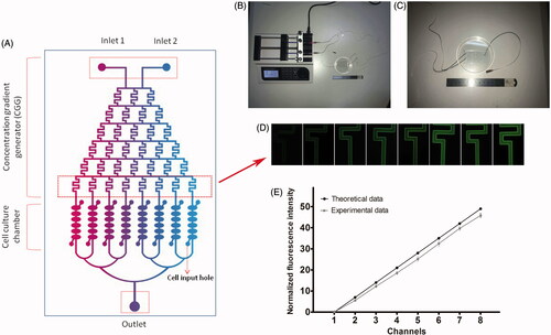 Figure 1. Design and validation of microfluidic device. (A) Microfluidic device is made up of an upstream CGG and downstream parallel cell culture chambers. Coloured liquids were injected into the device from inlet 1 and inlet 2, then concentration gradient was generated in CGG. (B and C) Illustration of microfluidic device, pump, syringe, and pipeline. (D and E) Fluorescent images of AO in the final unit of CGG and normal fluorescence intensity of theoretical data and experimental data. Values are presented as mean ± SD.