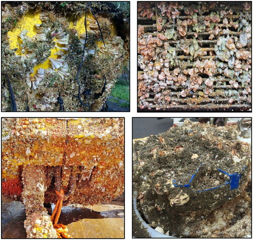 Figure 1. Biofouling of marine renewable energy infrastructure (clockwise from top left): heavy barnacle fouling after only 8 months deployment of a Waverider buoy used to assess wave resource; tunicates dominating the fouling on a tidal device subunit; barnacles and hydroids on an acoustic Doppler current profiler used to assess tidal current flow; and, heavy animal-dominated fouling on an offshore ‘tether-latch assembly’ mooring system (Tether-latch assembly image courtesy of EMEC).