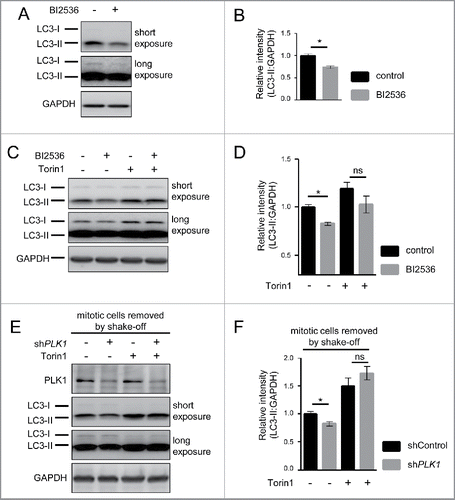 Figure 5. PLK1 inhibition reduces the autophagy marker LC3-II in interphase cells. (A) HeLa cells were starved for 1 h for amino acids and growth factors, stimulated with amino acids and insulin for 35 min, followed by 30 min amino acid starvation. All media were supplemented with bafilomycin A1. BI2536 was added as indicated for 30 min. Data shown are representative of n = 3 independent experiments. (B) Quantification of data shown in (A). Ratio of LC3-II:GAPDH was calculated for n = 3 independent experiments. Data are normalized to 1 for the control condition and represented as mean ± SEM. A nonparametric 2-tailed Student t test was applied; *, P ≤ 0.05. (C) HeLa cells were treated with BI2536 and/or Torin1 as indicated, and stimulated as described in (A). Samples were analyzed by immunoblotting. Data shown are representative of n = 3 independent experiments. (D) Quantification of data shown in (C). Ratio of LC3-II:GAPDH was calculated for n = 3 independent experiments. Data are normalized to 1 for the control condition (no Torin1, no BI2536) and represented as mean ± SEM. A nonparametric 2-tailed Student t test was applied; ns, nonsignificant; *, P ≤ 0.05. (E) PLK1 (shPLK1) or control (shControl) shRNA HeLa cells were starved for 1 h for amino acids and growth factors, stimulated with amino acids and insulin for 35 min, followed by 20 min amino acid starvation. All media were supplemented with bafilomycin A1. Cells were treated with Torin1 as indicated. Mitotic cells were removed by shake-off. Hence, only interphase cells were analyzed. Data shown are representative of n = 4 independent experiments. (F) Quantification of data shown in (E). Ratio of LC3-II:GAPDH was calculated for n = 4 independent experiments. Data are normalized to 1 for the shControl condition (no Torin1) and represented as mean ± SEM. A nonparametric 2-tailed Student t test was applied; ns, nonsignificant; *, P ≤ 0.05.