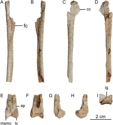 FIGURE 3. Tibiotarsi of Harenadraco prima (MPC-D 110/119, holotype). A–D, proximal left tibiotarsus in A, anterior, B, posterior, C, medial, and D, lateral views. E–I, distal left tibiotarsus in E, anterior, F, posterior, G, medial, H, lateral, and I, distal views. Abbreviations: ap, ascending process of astragalus; cc, cnemial crest; fc, fibular crest; ig, intercondylar groove; lc, lateral condyle; msmc, medial margin of the medial condyle.