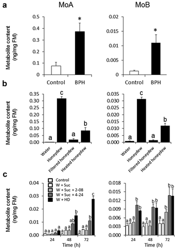 Figure 1. Accumulation of momilactones A and B in rice leaves. (A) Metabolite content measured in rice leaves by LC-MS/MS after 96 h infestation with BPH. Asterisks indicate statistically significant differences between treatment and control determined by Student’s t-test (*P < .05). n = 5–8; error bars = SEM; FM, fresh mass. (B) Momilactone A and B contents in rice leaves treated with raw or processed HD (filtered, 0.22 μM; or heat treated, 100°C, 20 min) determined by LC-MS/MS after 72 h treatment. Different letters show statistically significant differences between treatments by ANOVA (P < .05; Tukey HSD test). n = 3; error bars = SEM; FM, fresh mass; (C) Momilactone A and B contents in leaves after wounding with a serrated pattern wheel and applying microbial isolates from HDCitation14 suspended in 15% (w/v) sucrose adjusted to OD600 = 0.2. Metabolite levels were determined every 24 h after treatment by LC-MS/MS. Sucrose and HD were used as negative and positive controls, respectively. Different letters show statistically significant differences between treatments at the same time point determined by ANOVA (P < .05; Tukey HSD test). n = 4; error bars = SEM; W+ Suc, wounding with 15% sucrose; W+ Suc+2–08, wounding with isolate 2–08 suspended in 15% sucrose; W+ Suc+4–24, wounding with isolate 4–24 suspended in 15% sucrose; W+ HD, wounding with raw BPH honeydew; W, wounding; Suc, sucrose; HD, honeydew; FM, fresh mass.