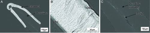 Figure 2. A, Scanning electron microscope image overview of a Ziphius cavirostris vestigial tooth. B, Detailed view of the enamel layer showing a semi-structured prismless layer (EDJ, enamel–dentine junction; OES, outer enamel surface). C, Dentine tubules irradiating from the pulp towards the outer surface.