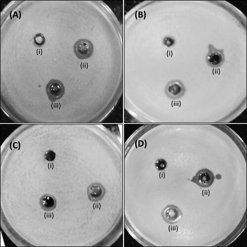 Figure 6. Antimicrobial activity of silver nanoparticles by agar well diffusion method. Antimicrobial activity against E. coli (A), S. aureus (B), P. aeruginosa (C) and S. mutans (D). Well (i) is control, i.e. distilled water, well (ii) 100 µg silver NP and well (iii) 150 µg Ag-NP.