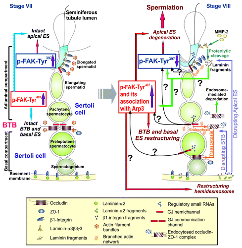 Figure 1. A schematic drawing of a hypothetic model depicting the likely role of two FAK phosphorylated forms, p-FAK-Tyr397 and p-FAK-Tyr407, in conferring plasticity to the actin filament bundles at the ES via their stage-specific and spatiotemporal expression in the seminiferous epithelium during the epithelial cycle of spermatogenesis. On the left panel, it is a schematic drawing of the seminiferous epithelium of a stage VII tubule wherein intact filament bundles at the apical ES and the basal ES are maintained by an upregulation on the expression of p-FAK-Tyr397 and p-FAK-Tyr407, respectively, via the intrinsic activity of Eps8 and other actin filament bundling proteins (e.g., palladin) to confer ES adhesion function at both sites. However, in stage VIII tubules (see right panel), downregulation of p-FAK-Tyr397 but changes in the association of p-FAK-Tyr407 with Arp3 (or with other actin bundling proteins)―even though the expression of p-FAK-Tyr407 remains upregulated at this stage―favor re-organization of the actin filament bundles (such as from their “bundled” to their “un-bundled/branched” configuration in the microdomain within the BTB (see text for details) to induce BTB restructuring at the basal ES to accommodate the transport of preleptotene spermatocytes across the BTB and spermiation at the apical ES. Many questions (annotated by “?”) remain unanswered as noted in this hypothetical model. For instance, it is not known if biologically active fragments released at the apical ES during spermiation or at the hemidesmosome can regulate the spatiotemporal expression of p-FAK-Tyr397 and p-FAK-Tyr407, and/or the interaction between p-FAK-Tyr407 and actin regulatory proteins (e.g., Arp3) to recruit these proteins to the site to induce actin filament reorganization. Also, it remains to be determined if small RNAs that are abundantly found in germ cells are being used to regulate the spatiotemporal expression of these two activated FAK forms in the apical ES-BTB-basement membrane functional axis. Also, it remains to be determined if these small regulatory RNAs are being transported from germ cells to Sertoli cells via gap junctions at different stages of the epithelial cycle.