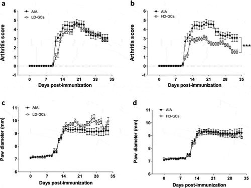 Figure 1. Evolution of arthritis severity in vehicle- and prednisolone-treated rats. Arthritis scores were plotted over time after adjuvant-induced arthritis induction and were compared to AIA left untreated (AIA) in low dose of prednisolone group (a, LD-GCs) and high dose of prednisolone group (b, LD-GCs). The evolution of paw diameter was represented (c, d). Values are the mean (S.E.M.) (n = 10/group). ***P < 0.001