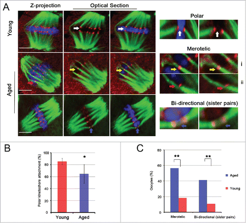 Figure 2. Merotelic kinetochore and sister pair bi-directional attachments are increased significantly in aged MII oocytes. (A) Representative images of spindles and chromosomes in young and aged MII oocytes are shown. The right side shows the amplified images of polar kinetochore (white arrow), merotelic kinetochore (yellow and red arrow) and sister pair bi-directional (blue arrow) attachments. i shows 2 ends-on attachment, and ii shows lateral attachment. i and ii both belong to the merotelic kinetochore attachment category. DNA: blue, kinetochore: red, α-tubulin: green. Scale bar, 5 μm. (B) The rate of polar kinetochore attachment was analyzed in 14 young and 16 aged MII oocytes with 446 and 486 chromatids, respectively. The data represent the means ± SEM and were collected from 5 independent experiments, *P < 0.05. (C) The percentages of MII oocytes with merotelic kinetochore and sister pair bi-directional attachments in young and aged groups are shown. The data were analyzed using a chi-square test. **P < 0.01.