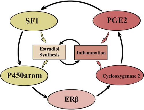 Figure 2 Schematic representation of aberrant estrogen synthesis pathological functional system.