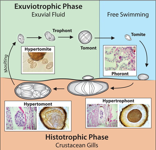 Figure 6. Different stages in the life cycle of Synophrya sp. which includes the invasive histotrophic phase on the gill and an exuviotrophic phase in the exuvial fluid after the molt. Based on studies by Chatton and Lwoff (Citation1935) and Landers (Citation2010). Photo inserts used with permission from Lee et al. Citation2019.