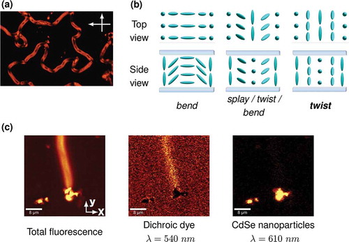 Figure 2. Results of a two- and three-dimensional microscopic study on nanoparticle induced birefringent stripe patterns. (a) Monochromatic (λ = 589 nm) polarising microscopy image of a birefringent stripe texture in NP-induced homeotropic surrounding in a dispersion containing 3% (w) dodecylthiol-capped gold NPs in FELIX-2900-03. (b) Schematic drawing of the three possible director configurations that can lead to birefringent stripes in homeotropic alignment. FCPM measurements identified the birefringent stripes to be twist disclinations. (c) Spectrally resolved FCPM images of a sample consisting of 1% (w) hexadecylamine-capped CdSe quantum dots, 0.001% (w) of the dichroic fluorescent dye BTBP (N,N′-bis(2,5-di-tert-butylphenyl)-3,4,9,10-perylendicarboximide) and the nematic liquid crystal FELIX-2900-03. It is shown that the birefringent stripe is pinned to a macroscopic agglomerate of CdSe quantum dots, while no accumulation of NPs within the birefringent stripe is detected. Reproduced from Urbanski et al.[Citation52] with permission by Taylor & Francis Ltd.