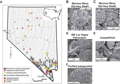 Figure 1. Palygorskite deposits are localized in regions of southern Nevada, where environmental MM cases are suggested. Map of Nevada shows (A) four sample locations for pedogenic palygorskite analyzed in this study (pink diamonds), published locations for pedogenic palygorskite/sepiolote (yellow stars) (Brock and Buck Citation2009; Brock-Hon, Robins, and Buck Citation2012; Jube et al. Citation2012; Reheis et al. Citation1992; Robins, Brock-Hon, and Buck Citation2012), published locations for nonpedogenic palygorskite/sepiolite (green stars) (Miles Citation2011; Papke Citation1972; Post Citation1978), and surface units predicted to be permissive for pedogenic palygorskite to be present (gray shading) using PRISM climatological data (PRISM Climate Group n.d.). SEM photographs of palygorskite samples collected from Mormon Mesa Old Highway site 1 (B), Mormon Mesa Old Highway site 2 (C), southwest Las Vegas petrocalcic region (D), Ivanpah ooid region (E), and Source Clays Repository palygorskite standard (F).