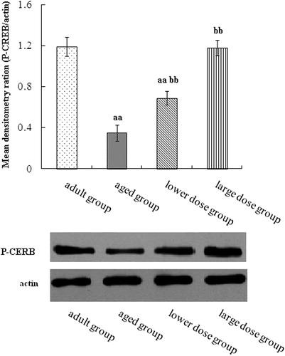 Figure 6. Western blot analysis of phosphorylation CERB expression in hippocampus tissue. Compared with aged rats, treatment with 80 mg/kg/day and 160 mg/kg/day DHA 50 days significantly increased the levels protein expression of phosphorylation of CERB. The quantity of the applied protein was normalized by Western analysis with actin. aap < 0.05 versus aged group. bb p < 0.01, DHA treatment group versus aged group. n = 5 in each group.