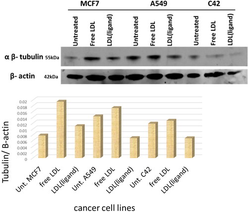 Figure 6. Three cancer cell lines were untreated, treated with free LDL particles, and treated with LDL particles encapsulated with the ligand. Cells treated with LDL particles encapsulated with ligand were potent in targeting tubulin in cancer cell lines and reduced its expression.