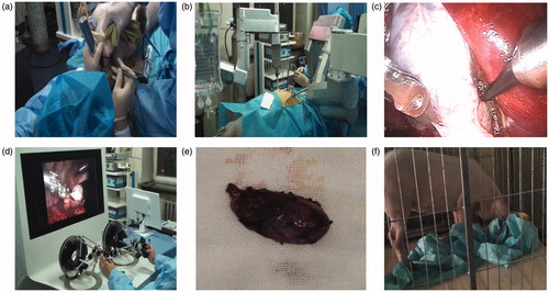 Figure 7. Animal experiment pictures: (a) pre-operative preparation and anesthesia; (b) slave manipulator picture; (c) intraoperative endoscopy image; (d) main console picture; (e) resected gallbladder; (f) pig after surgery.