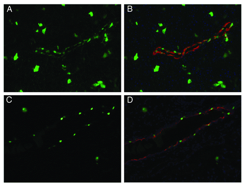 Figure 2. Comparing infection rate using the simplified PEG/(NH4)2SO4 two phase aqueous partitioning method and CsCl first generation method. Animal procedures and virus injection were preformed with prior approval of the University of Pittsburgh Institutional Animal Care and Use Committee (protocol number: 1103211). The anesthetized 10 weeks old CD1 mice (n = 3) were injected with 100 μl of AAV6-GFP (titer 2.3 × 1012 GCP/ml) through the common bile duct. A clip was placed on the bile duct near the hilum of liver to clamp the hepatic duct, leading to specific perfusion of the pancreatic ducts. Pancreatic ducts infected with 10%PEG/13.2%(NH4)2SO4 aqueous partitioning purified AAV6-GFP (A) or with first generation CsCl gradients ultrahigh speed centrifugation purified virus (C). (B and D) are merged counterstained with DBA for ducts (red), DAPI(blue) and GFP.