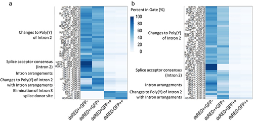 Figure 3. Heat map summarizing the optimization of the construct using fluorescent proteins in (a) CHO cells and (b) HEK293 cells. Modification of the intron arrangements allowed to shift the ratio. The cell population with Exon 3 being flanked by the same introns shows a higher level of double staining. The elimination of the splice donor site combined with the reduction of the poly(Y) tract (only performed for CHO) allowed to identify constructs with an even higher shift toward GFP expression. Every column is the mean of three individual transfections.