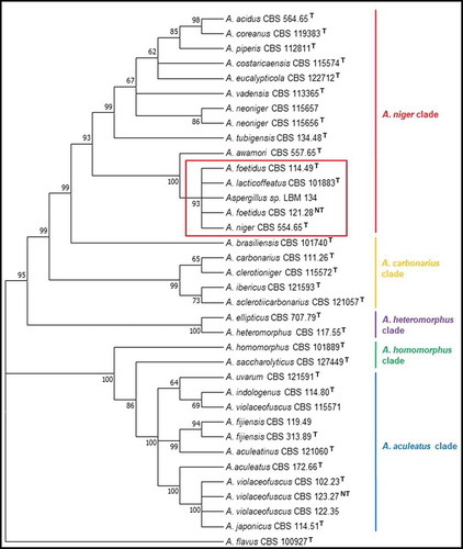 Figure 2. Phylogenetic tree obtained by the maximum likelihood method, showing placement of Aspergillus sp. LBM 134 among species of section Nigri and reference species A. flavus (the outgroup species in the analysis) as presented by the bootstrap consensus tree inferred from 1 000 replicates derived from analysis of ITS-Bt-CMD. The percentages of replicate trees in which the associated taxa clustered together in the bootstrap test (1 000 replicates) are shown next to the branches. The evolutionary distances were computed using Kimura’s method. All but LBM 134 are type strains