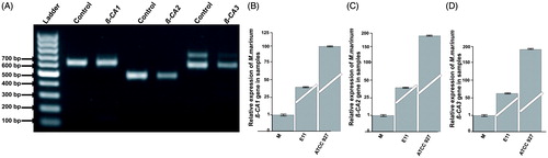 Figure 2. Expression analysis of β-CAs from M. marinum: (A) The qualitative expression analysis of three β-CA genes using PCR showed presence of all the three β-CAs in M. marinum strain ATCC 927 which was used for in vivo infection and drug treatment studies. Thermo Scientific GeneRuler 1 kb DNA Ladder was used as marker. Genomic DNA was used as positive control. The test samples used were cDNAs for the analysis of expression of β-CAs from M. marinum. (B–D) Relative expression analysis of three β-CA genes from three M. marinum strains using RT-qPCR according to the Pfaffl method.Citation24
