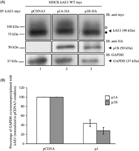 Figure 3. Expression of µ1B subunit displaces GAPDH interaction with kAE1 carboxyl-terminus. (A), MDCK cells expressing kAE1-myc and either vector cDNA (lane 1), cDNA-encoding µ1A-HA (lane 2) or µ1B-HA (lane 3) were lysed and kAE1 was immunoprecipitated with a rabbit anti-myc antibody. Proteins were then immunoblotted using mouse anti-myc antibody (kAE1), anti-HA antibody (µ1A or B) and anti-GAPDH antibody. (B), GAPDH and kAE1 band intensities were measured using ImageJ software and the ratio of GAPDH band intensity after expression of either µ1A or µ1B normalized to GAPDH band intensity in absence of µ1A or B was measured. Error bars correspond to SEM, from a minimum of 3 independent experiments. Star indicates significant difference versus corresponding vector-transfected cells.