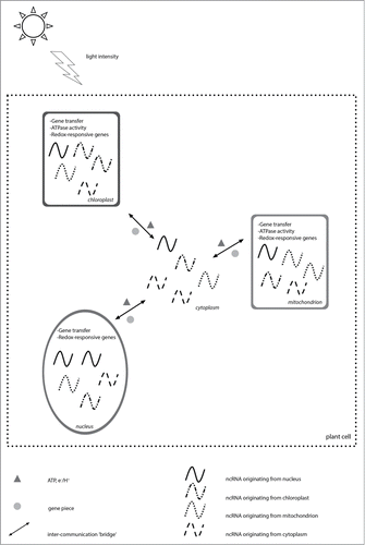 Figure 1. Minimalistic sketch of the working hypothesis for a proposed evolutionary mechanism between ncRNAs and bioenergetics in plant biology: Novel (auto)-feeding loops of genetic regulation via endogenous ncRNAs circulation; due to the effective velocity that characterizes their kinetic properties, between different sub-cellular compartments, including chloroplast, mitochondrion, cytoplasm, and nucleus. Light may have a titrative effect on ncRNAs’ generation since energy (ATP) is required for their functionality maintenance. A redox coupling; through accumulation of electrons and protons (e−/H+) by those differentially charged RNA bridges, is mediated in the levels of regulation that are depicted in bullets.