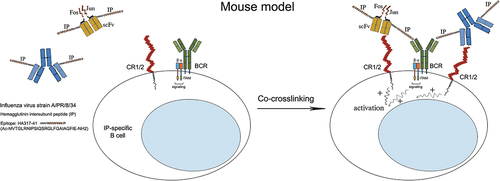 Figure 4. Specific binding of the expressed DNA (vaccination) or protein-engineered (boosting) chimeric molecules to CR1/2 and BCR on mouse IP-specific B cells.