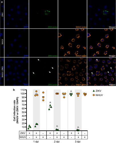 Fig. 3 NHUV does not inhibit cellular infection of ZIKV in C6/36 cells.a ISH of C6/36 cells co-inoculated with ZIKV and NHUV or singly inoculated with NHUV and ZIKV and imaged at 1 dpi. b Quantification of DAPI stained cells that were also positive by ISH for NHUV, ZIKV, or NHUV and ZIKV RNA assessed through 1–3 dpi. The nuclei were stained by DAPI. Comparisons where the p-values are lower than 0.05 were observed for ZIKV positive cells in groups inoculated with ZIKV only or NHUV/ZIKV and is denoted by a and b, where a is significantly different from b