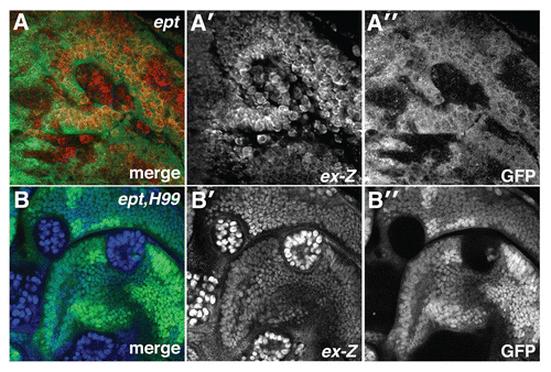 Figure 1 ept loss elevates Yki activity. α-β-gal staining to detect the ex-lacZ reporter (red in A; blue in B) in (A) ept or (B) ept,H99 mosaic imaginal eye discs (clones are marked by the absence of GFP).