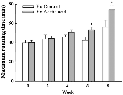 Fig. 2. Effects of dietary acetic acid on endurance running time.Notes: Endurance capacity was evaluated with treadmill exercise every 2 weeks. Values represent mean ± SE (n = 6). *Significantly different from Ex-Control (p < 0.05).