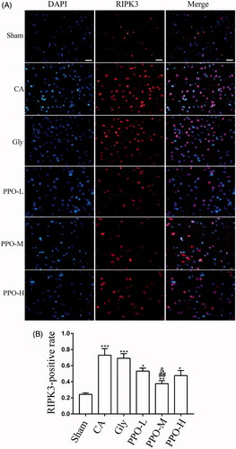 Figure 5. Immunofluorescence for RIPK3. (A) Immunofluorescence staining of RIPK3 in the cerebral cortex at 24 h after CA/CPR. Scale bar: 20 μm. The light color granules detected were positive cells. Scale bar (White short bar): 20 μm. (B) RIPK3-positive rate (RIPK3-positive area/DAPI-positive area) per group. All data are mean ± SEM. *p< 0.05, **p< 0.01 and ***p< 0.001 vs. sham; ##p< 0.01 vs. CA; and &p< 0.05 vs. Gly. RIPK3: receptor-interacting serine/threonine kinase 3; CA: cardiac arrest/0.9% saline group; CPR: cardiopulmonary resuscitation; DAPI: 4′,6-diamidino-2-phenylindole; SEM: standard error of the mean; sham: sham-operated group; Gly: 10% glycerol group.