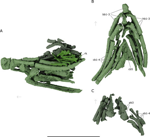 Figure 12. Gill skeleton of †Iridopristis parrisi. Holotype (NJSM GP12145), Hornerstown Formation, early Paleocene (Danian), New Jersey, USA. Rendered µCT models of A, complete gill skeleton in lateral view, including the dorsal and ventral gill skeleton and associated gill rakers, B, ventral gill skeleton in dorsal view, C, dorsal gill skeleton in ventral view. Ventral gill skeleton in green, dorsal gill skeleton in olive, gill rakers in lime. Abbreviations: bb, basibranchials; cb, ceratobranchials; eb, epibranchials; hb, hypobranchials; pb, pharyngobranchials; rk, gill rakers. Arrows indicate anatomical anterior. Scale bar represents 5 cm.