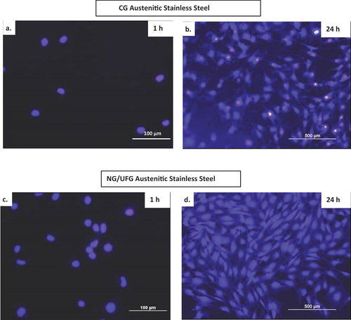 Figure 3. Fluorescence microscopy of pre-osteoblasts nuclei stained with Hoechst 33,258 (1 µg/ml). Cell nuclei showed blue fluorescence after staining. After 1 h and 24 h culture on CG (a, b) and NG/UFG austenitic stainless steels (c, d). Cell density on the surface of NG/UFG austenitic stainless steel was higher than on CG austenitic stainless steel [Citation34–38].