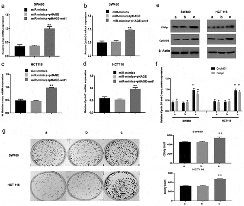 Figure 5. WNT1 overexpression reduces the suppressive effect of miR-130a-3p on c-myc and cyclin D1 expression. (a–f) CRC cells were co-transfected with a lentivirus WNT1 overexpression vector and miR-130a-3p mimic or mimic control. RT-qPCR and Western blot revealed that enhanced WNT1 expression attenuates the downregulation of c-myc and cyclin D1 induced by miR-130a-3p. (g) Results of CRC cell colony formation assay. **P < 0.01 vs. miR-mimics + pHAGE group. a. miR-mimics; b. miR-mimics+pHAGE; c. miR-mimics + pHAGE-wnt1. CRC, colorectal cancer
