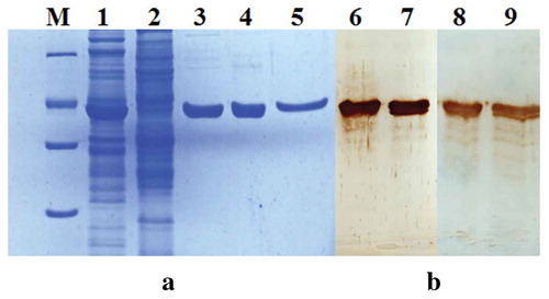 Figure 1. Analysis of purified rEHc protein by SDS-PAGE (a) and western blot (b). The soluble fraction and purified rEHc were subjected to 12% SDS-PAGE and Western blot analysis using hyperimmune anti-BoNT/E serum. Lane 1, pTIG-Trx-EHc transformed BL21 cell lysates; Lane 2, pTIG-Trx vector transformed cell lysates; Lane 3, SP column purified products; Lane 4, Q column purified products; Lane 5, HIC column purified products; Lane 6–7, Western blot analysis using hyperimmune anti-BoNT/E mouse serum; Lane 8–9, Western blot analysis using hyperimmune anti-BoNT/E horse serum; M, protein markers 116, 66.2, 45, 35, 25. 18.4 and 14.4 kDa (from top to bottom).