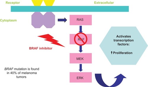 Figure 2 BRAF inhibitor pathway. BRAF inhibitors block the mitogen-activated protein kinase pathway thus increasing melanocyte antigen presentation, which is recognized by T-lymphocytes and leads to increased antitumor response by activating transcription factors and increasing proliferation of lymphocytes.