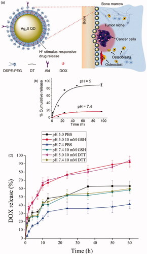 Figure 6. (a) Schematic representation of Ald/DOX@Ag2S for bone tumor therapy; (b) Release kinetics of DOX from Ald/DOX@Ag2S over time in PBS at pH 5 and 7.4, respectively (Li et al., Citation2017). (c) Release kinetics of DOX from DOX@ALN-(HA-PASP)CL, GSH (glutathione), DTT (dithiothreitol) (Zhao et al., Citation2017).