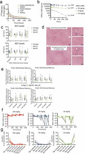 Figure 6. Preclinical pharmacology of NM21-1480 and GLP toxicology study in cynomolgus monkey. (a) Organ distribution of 125I-labeled NM21-1601 at the indicated times after administration to BalbC nude mice bearing a PD-L1-positive tumor (MDA-MB-231). Each marker represents the scintillation count (mean ± SD) per gram of tissue from the indicated organ of 3 animals. (b) Serum concentration (mean ± SD) of NM21-1480 from a single-dose pharmacokinetic study of 3 dose levels in 3 cynomolgus monkeys. C-G, A GLP toxicology study in cynomolgus monkeys was conducted with 5 doses of NM21-1480 administered weekly at doses levels of 0, 20, 60 and 140 mg/kg. (c) Serum transaminase (ALT and ALT) levels before first dose and at days 15 and 29. (d) Representative liver photomicrographs at the end of the study. (e) Memory cell populations from blood samples measured by flow cytometry on the indicated days. Each marker represents an individual animal. Horizontal bars indicate mean ± SD. (f) Plasma levels of NM21-1480 during repeated dosing. Each marker represents an individual animal. (g) Unoccupied PD-L1 binding sites on circulating NK and B cells before the first dose of NM21-1480 and at the indicated times during repeated dosing. Each marker represents an individual animal