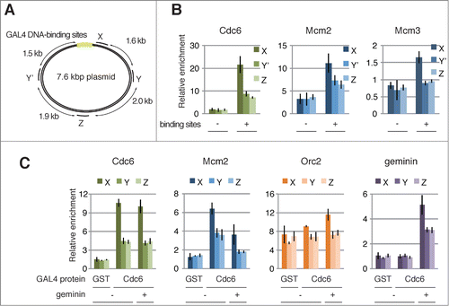 Figure 2. Assembly of GAL4 pre-RC on the plasmids proximal to GAL4 DNA-binding sites. (A) Schematic diagram of the 7.6 kbp plasmid. The location of 4 primer sets (X, Y, Y′, and Z) used for the ChIP analyses, and 6× GAL4 DNA-binding sites (light green) are indicated. (B) ChIP analysis of pre-RC components bound to the plasmids. The bead-coupled plasmids with (+) and without (-) the DNA-binding sites were incubated with GAL4-Cdc6, and the pre-RC was assembled as described in Figure 1. The localization of pre-RC components was examined by ChIP. Antibodies used for immunoprecipitation are indicated at the top of each panel. The amount of target DNA in each IP sample was determined by qPCR, and relative enrichment was estimated by dividing the amount obtained with each IP sample by that of the mock IP sample using control antibody. Average data are shown as a bar graph with standard deviation (SD) indicated by bars from 3 independent PCR reactions of each ChIP sample. (C) Effect of geminin on the assembly of GAL4 pre-RC on the plasmids. The bead-coupled plasmids with the DNA-binding sites were pre-incubated with GAL4-GST (GST) or GAL4-Cdc6 (Cdc6), and the assembly of pre-RC components in the presence (+) and absence (−) of GST-geminin (1 μM) was analyzed as in (B).