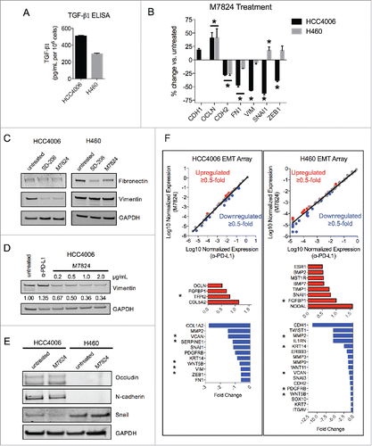 Figure 6. M7824 reverts endogenous TGF-β1-induced mesenchymal features in NSCLC cells. (A) ELISA for TGF-β1 protein secretion from HCC4006 and H460 cells. (B) qRT-PCR analysis of selected EMT markers from HCC4006 and H460 cells treated with M7824 (2 μg/mL) for 72 h. *, p < 0.05. (C) Immunoblot analysis of mesenchymal markers in HCC4006 and H460 cells treated with SD-208 (1 μM) or M7824 (2 μg/mL) for 72 h. (D) Immunoblot analysis of vimentin expression in HCC4006 cells treated with increasing doses of M7824 for 72 h. (E) Immunoblot analysis of indicated markers in HCC4006 and H460 cells treated with M7824 (2 μg/mL) for 72 h. (F) Gene expression analysis from a human EMT gene array of HCC4006 and H460 cells treated with α-PD-L1 or M7824 (2 μg/mL) for 72 h. Red and blue depict transcripts that were upregulated or downregulated ≥ 0.5-fold, respectively, by treatment with M7824 relative to α-PD-L1. *, genes that were upregulated or downregulated by M7824 in both cell lines.