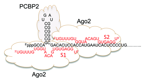 Figure 1. Two copies of miR-122 (red font) bind the extreme 5′ end of the positive-strand RNA genome of HCV (black font). The base-pair interactions shown have been established by genetic approaches and are important for viral replication. Seed sequence interactions are labeled S1 and S2. miR-122 recruits Ago2 to the RNA. PCPB2 binds to stem-loop 1 of the viral 5′NTR, formed by sequence within the most 5′ miR-122 binding site (S1).