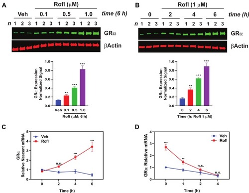 Figure 2 Rofl induces GRα expression in COPD HBE cells. (A-B) COPD HBE cells were treated with the indicated concentrations of Rofl for 6 h (A) or with 1 µM of Rofl for the indicated periods (B) and GRα levels determined by Western blotting in whole-cell extracts and quantified by densitometric analysis. β-Actin served as a loading control. (C) Time course of transcriptional response to Rofl. After COPD HBE cells were treated with 1 µM Rofl or Veh control for 6 h, nascent mRNA captured by Click-iT Nascent RNA Capture Kit. Relative mRNA levels of GRα were measured by real-time PCR. (D) Effects of Rofl vs. Veh control on GRα mRNA stability in COPD HBE cells were determined by incubation in growth medium containing 5-EU followed by incubation in growth medium without 5-EU for the indicated periods. After total mRNA isolation, labeled mRNA was captured and analyzed with Click-iT Nascent RNA Capture Kit. Data are expressed as means ± SD; n = 3. **P < 0.01, ***P < 0.001.