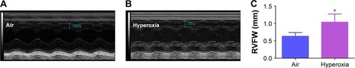 Figure 8 Hyperoxia exposure induces RVH.