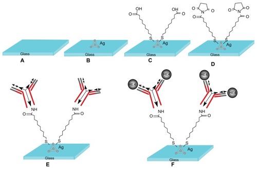 Figure 2 Design of the localized surface plasmon resonance biosensor for HE4 detection using a direct assay format. (A) Glass substrate, (B) silver nanoparticles synthesized through NSL technology, (C) A self-assembled monolayer layer formed by incubation in 1 mM 11-mercaptoundecanoic acid, (D) incubation in 75 mM 1-ethyl-3-(3-dimethylaminopropyl) carbodiimide hydrochloride/15 mM N-hydroxysuccinimide, (E) anti-HE4 antibody (10 μg/mL) covalently attached to the nanoparticles, and (F) different concentrations of the HE4 both in buffer and serum samples reacted with the anti-HE4.Abbreviation: HE4, human epididymis secretory protein 4.
