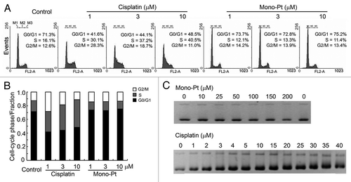 Figure 2. Mono-Pt barely induces cell cycle arrest or influences DNA integrity relative to cisplatin. (A and B) Cell cycle analysis. About 5 × 105 synchronized Caov-3 cells were cultured in each well on 6-well plates and treated with various concentrations of cisplatin or Mono-Pt for 24 h. Gates M1, M2 and M3 indicated G0/G1 phase, S phase and G2/M phase, respectively. (C) DNA binding assay. pUC19 DNA (200 ng) was used in each sample and incubated with different concentrations of Mono-Pt or cisplatin at 37°C for 12 h. The conformational changes of the supercoiled DNA caused by the binding of the complexes were displayed as the backward shifting of the band on the 1% agarose gel. All results shown are representative of three different experiments.