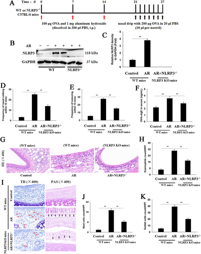 Figure 1 NLRP3 KO attenuated the allergy-like nasal symptoms and histopathological changes in OVA-induced AR mice. (A) Schematic diagram of AR. (B and C) Western blot analysis and quantification of NLRP3. (D and E) Comparison of the frequencies of nasal rubbing and sneezing in each group within 15 min. (F) The concentration of OVA-sIgE in serum was detected by ELISA. (G–K) Representative images and the quantification of eosinophils (determined by HE staining), mast cells (red arrow, determined by TB staining), and goblet cells (black arrow, determined by PAS staining). Magnification: 400×. Data are presented as mean ± SEM (n=6 mice per group). **P<0.01.