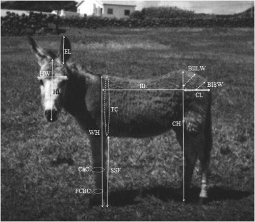 Figure 1. Measurements taken to the Graciosa donkey for the biometric study.