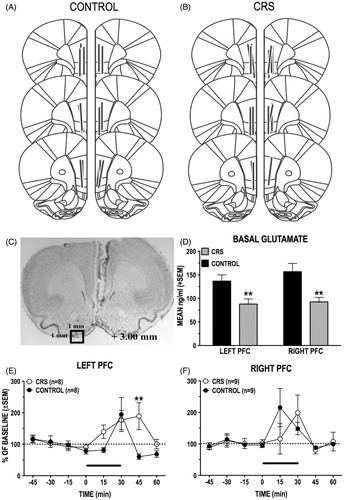 Figure 7. (A–F) Basal and stress-induced changes in dialysate levels of GLU in the left and right PFC of control and CRS animals. (A and B) Schematic reconstruction of microdialysis probe (vertical bars) placements within the right and the left PL/IL of control and CRS animals. Length of vertical bars corresponds to the length of the active portion of the microdialysis membrane (2.5 mm). (C) Photomicrograph depicting typical damage produced by PFC microdialysis probe. (D) Basal (prestress) levels of GLU in the left and the right PFC of control and CRS rats. CRS reduced basal GLU levels in both the left and the right PFC. (E and F) Comparison of stress-induced increases in dialysate GLU levels in the right (E) and the left (F) PFC of control and CRS rats. The length of the black bar corresponds to the duration of the tail-pinch (TP) stress episode (30 min). There was a hemispheric difference in the timing of the GLU stress response of unstressed control rats: TP stress elicited an increase in GLU transmission in the right PFC before it did in the left PFC. CRS eliminated this hemispheric difference. In the left PFC, CRS animals had a prolonged GLU stress response compared to controls. CRS did not significantly alter the GLU stress response in the right PFC. **p < 0.01 versus prestress baseline.